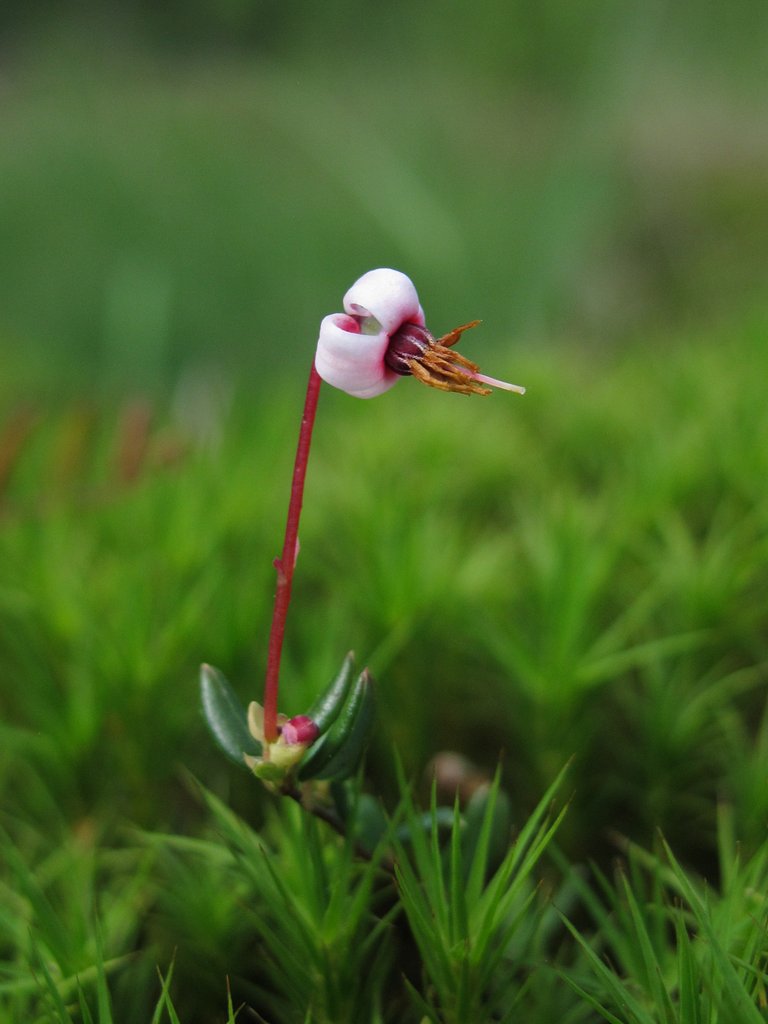 Vaccinium oxycoccos
